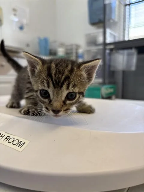 A baby small-sized female Domestic Short Hair cat named Petal for adoption in Rancho Cucamonga, CA