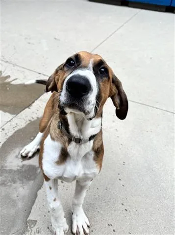 A baby small-sized male Treeing Walker Coonhound dog named Copper for adoption in Dayton, OH