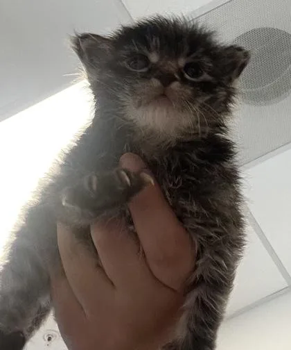Puffball
