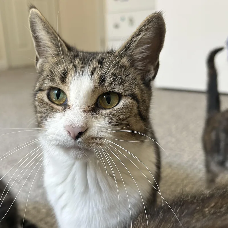 An adult medium-sized female Tabby (Brown / Chocolate) Domestic Short Hair cat named Crystal for adoption in Fishers, IN