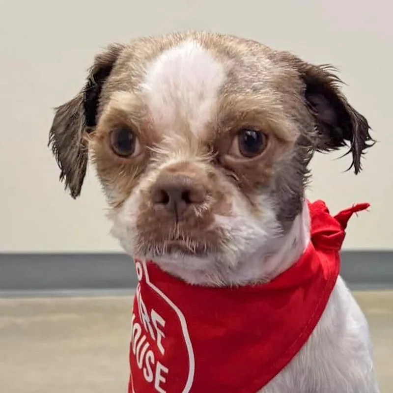 A young small-sized male Yellow / Tan / Blond / Fawn Mixed Breed dog named Jango S for adoption in Leander, TX