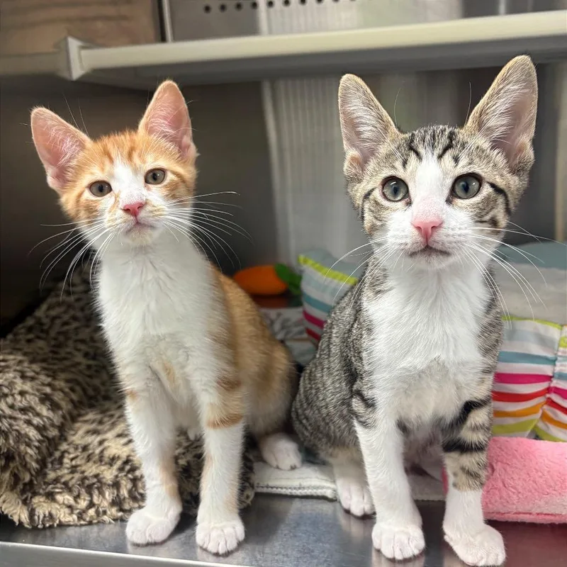 A baby small-sized male Orange / Red Domestic Short Hair cat named Rick for adoption in Fort Lauderdale, FL