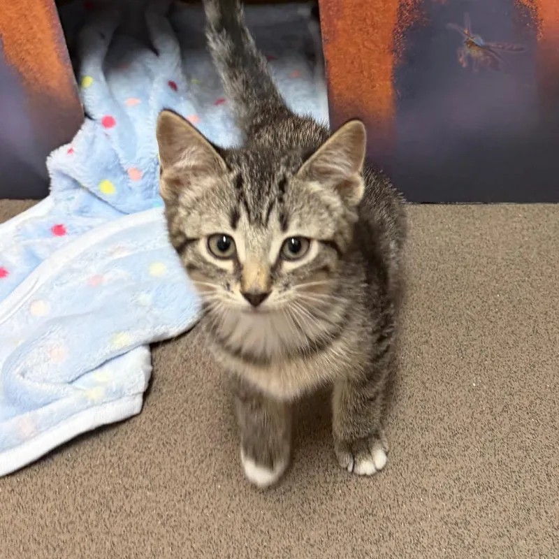 A baby small-sized female Domestic Short Hair cat named Cider for adoption in Middlebury, VT