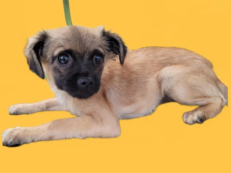A baby small-sized female Chihuahua dog named Safari for adoption in Los Angeles, CA