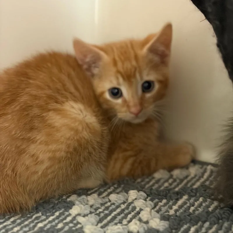 A baby small-sized male Orange / Red Domestic Short Hair cat named Chestnut for adoption in Greensboro, GA