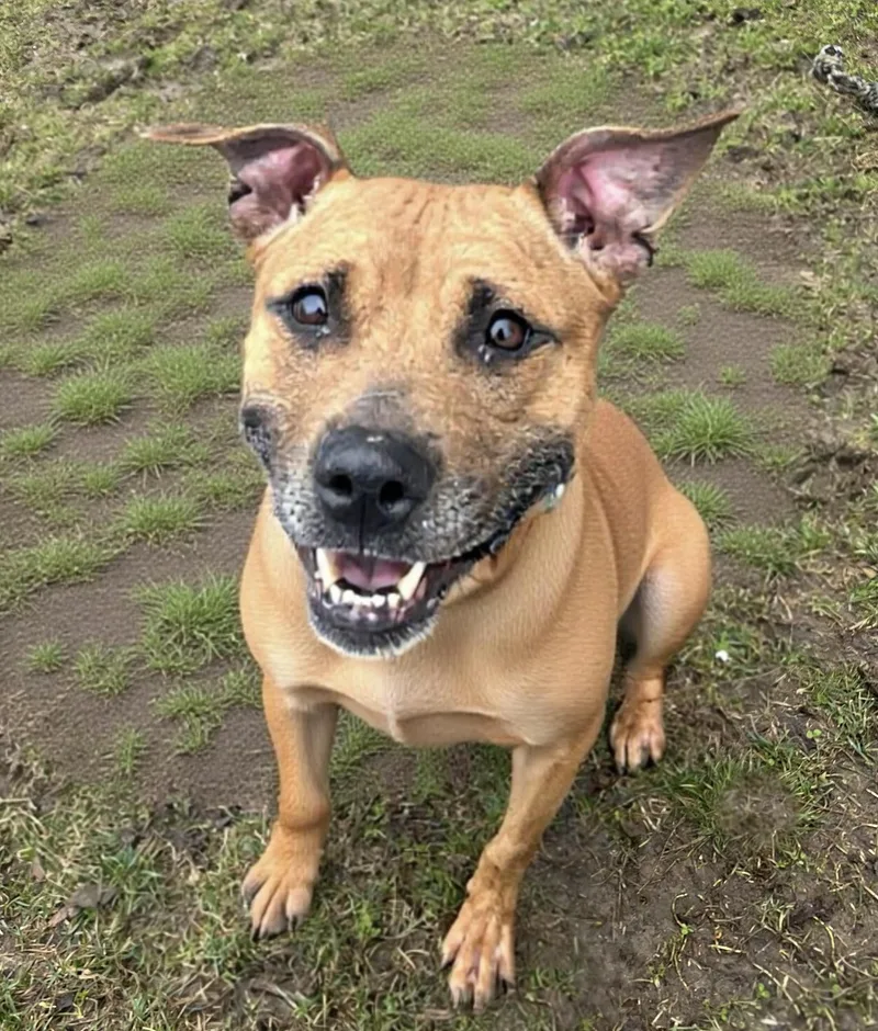 Bella