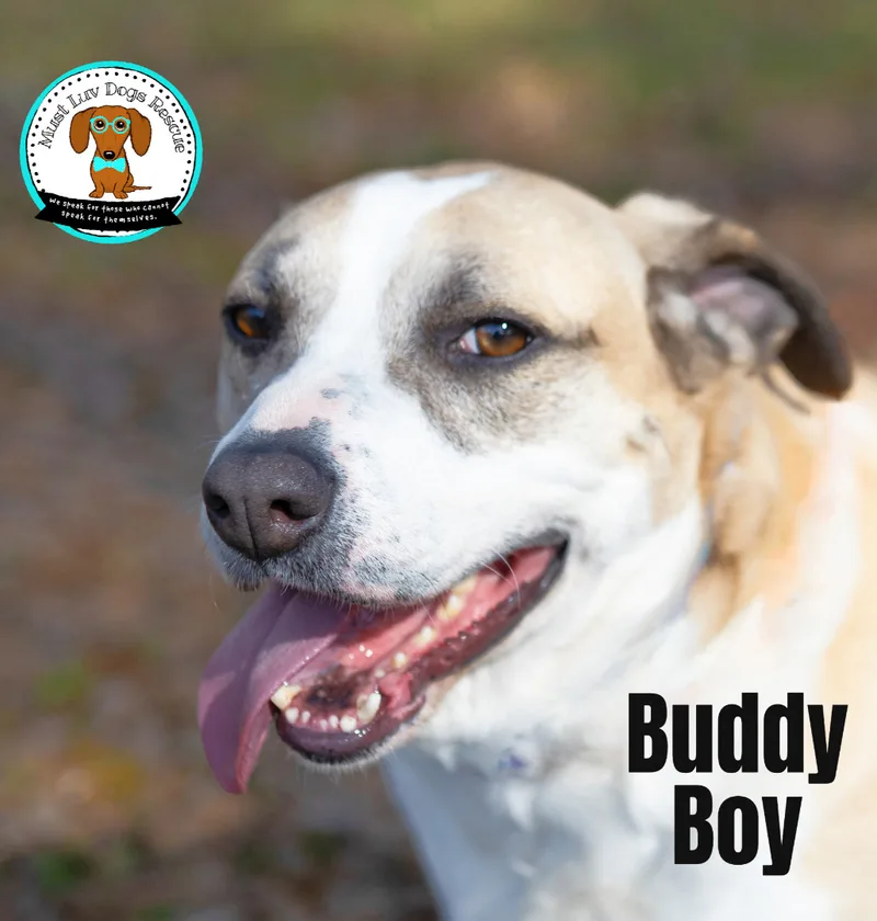 Buddy Boy thumbnail 4
