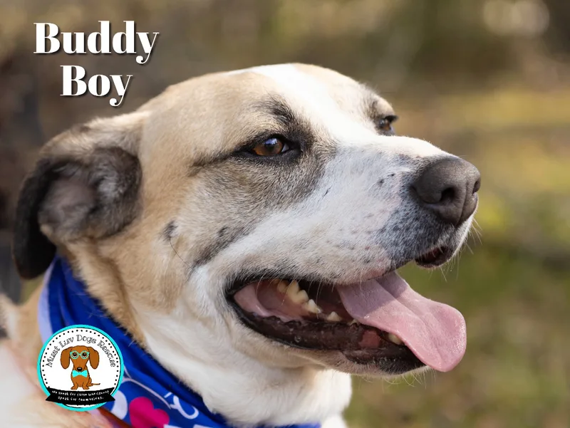 Buddy Boy thumbnail 5