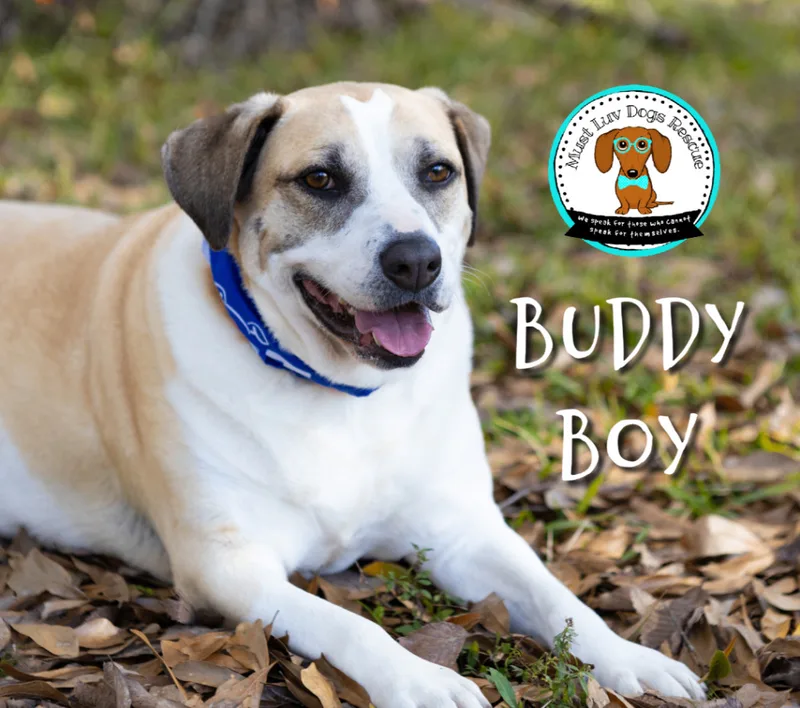 Buddy Boy thumbnail 6