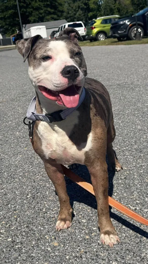 An adult large-sized male Pit Bull Terrier dog named Baylor for adoption in Millersville, MD