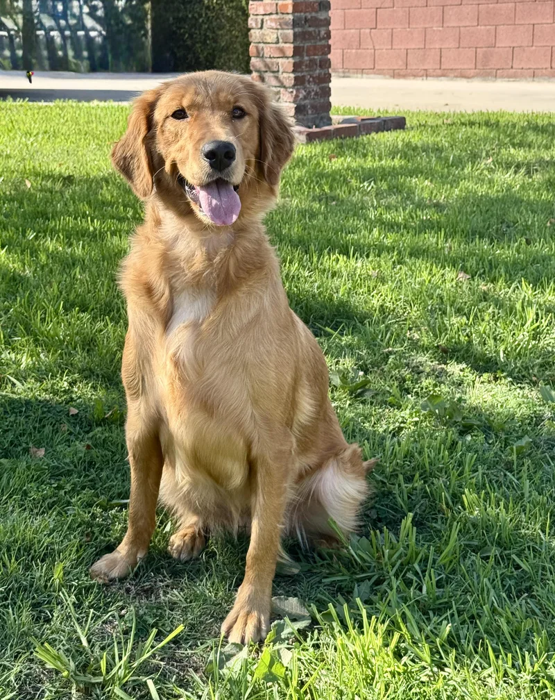 Caramel