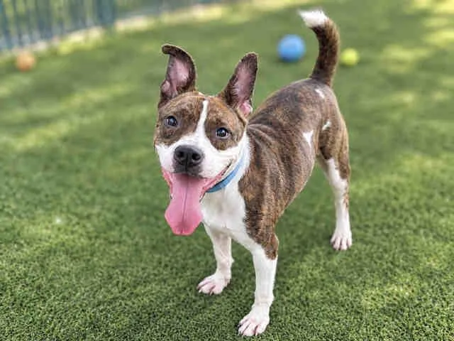 An adult medium-sized female Pit Bull Terrier dog named Sally for adoption in Bonita, CA