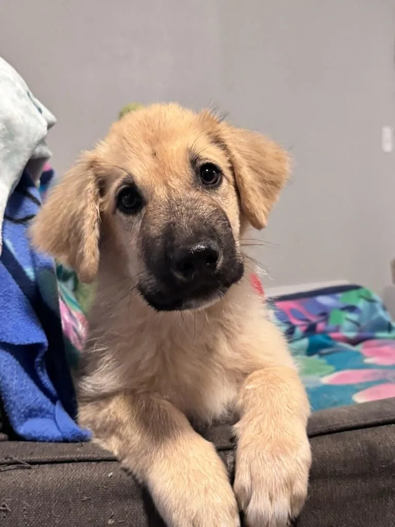 A baby large-sized male Great Pyrenees dog named Booboo Bear for adoption in Van Nuys, CA
