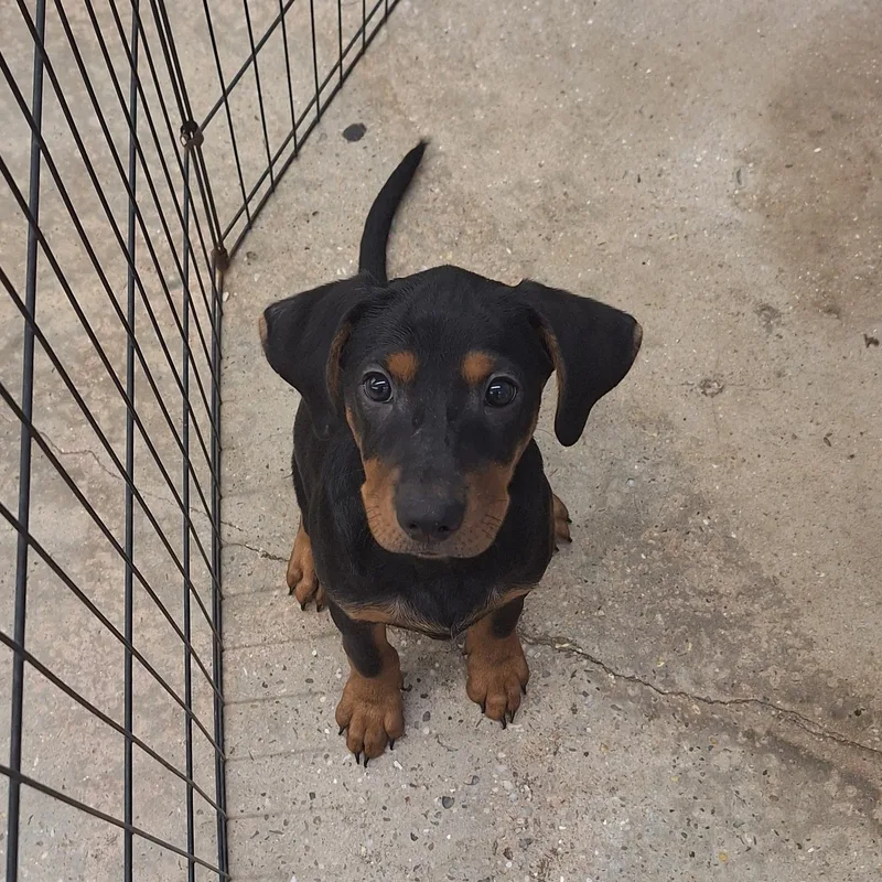 A baby medium-sized male Bicolor Hound dog named Remy for adoption in Mobile , AL