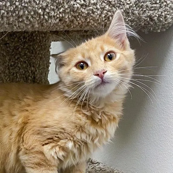 A young small-sized male Buff / Tan / Fawn Domestic Medium Hair cat named Fergus for adoption in Falls Church, VA