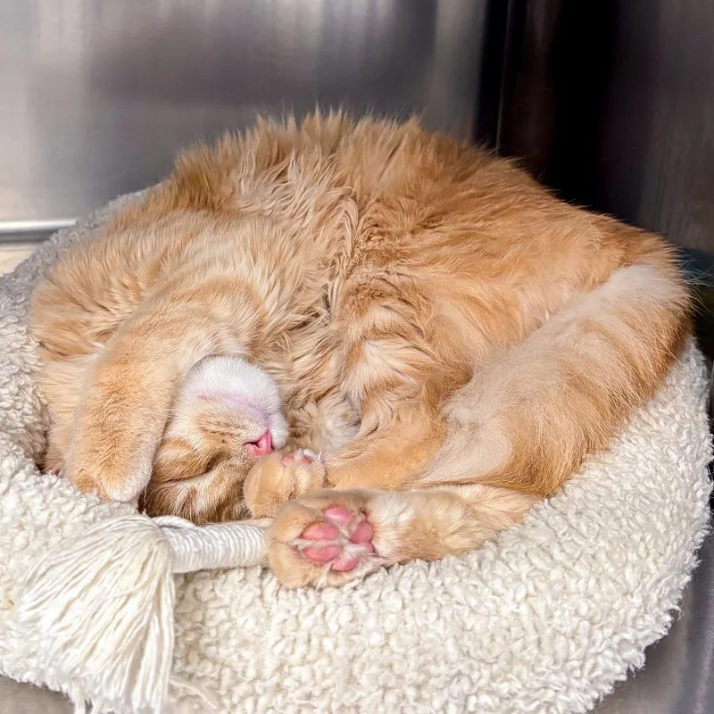 Fergus thumbnail 2