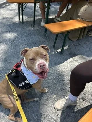 An adult medium-sized female Pit Bull Terrier dog named Asami for adoption in Atlanta, GA