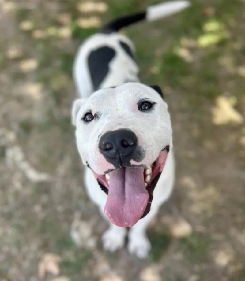 An adult large-sized male Pit Bull Terrier dog named Chance for adoption in Seattle, WA