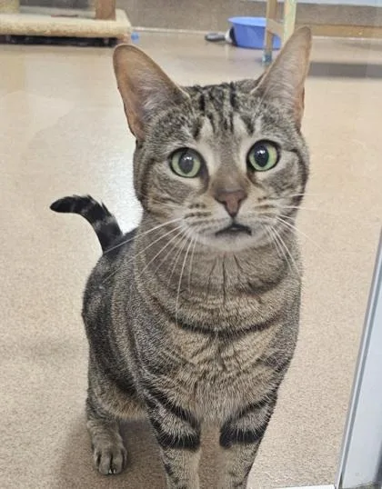 An adult small-sized female Domestic Short Hair cat named Scarlet for adoption in Cumming, GA