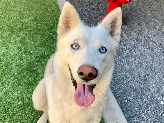 A young medium-sized female Siberian Husky dog named Klondike for adoption in Moreno Valley, CA