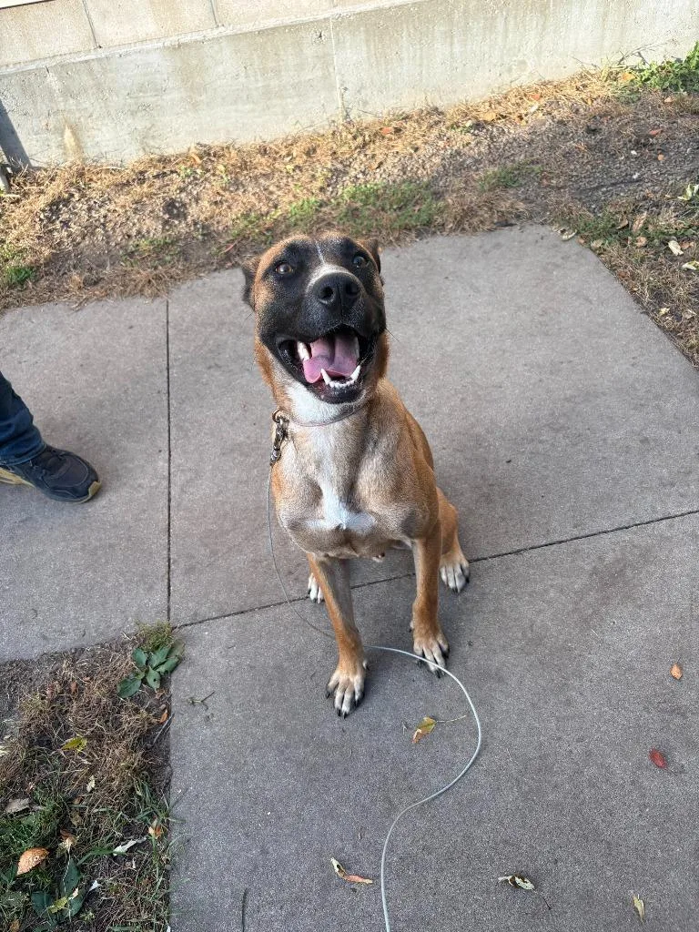 A young large-sized male Mixed Breed dog named Rocky for adoption in Saint James, MN