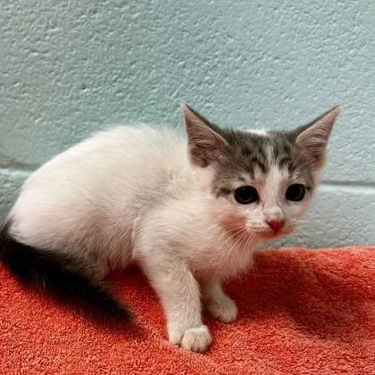 A baby small-sized female White Domestic Short Hair cat named Elowyn for adoption in Spruce Pine, NC