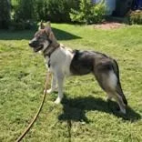 A young large-sized male German Shepherd Dog dog named Koda for adoption in Hilliard, OH