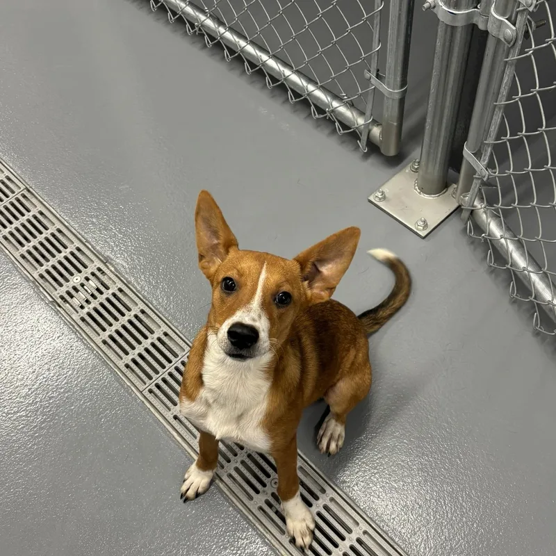 Nala