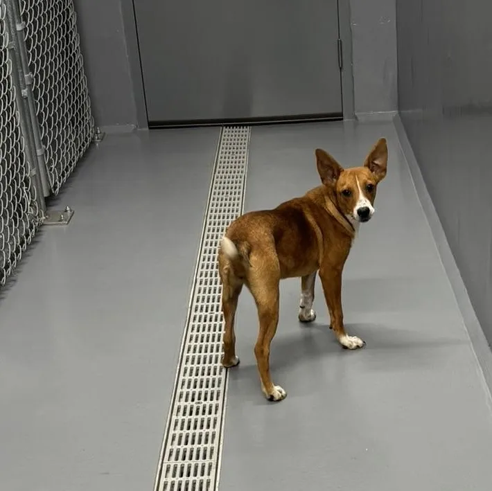 Nala thumbnail 2