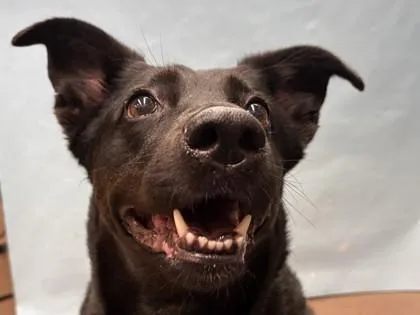 An adult medium-sized female Cattle Dog dog named Nina for adoption in Woodbury, MN