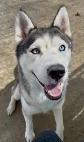 An adult large-sized male Husky dog named Harry Houdini for adoption in Bakersfield, CA