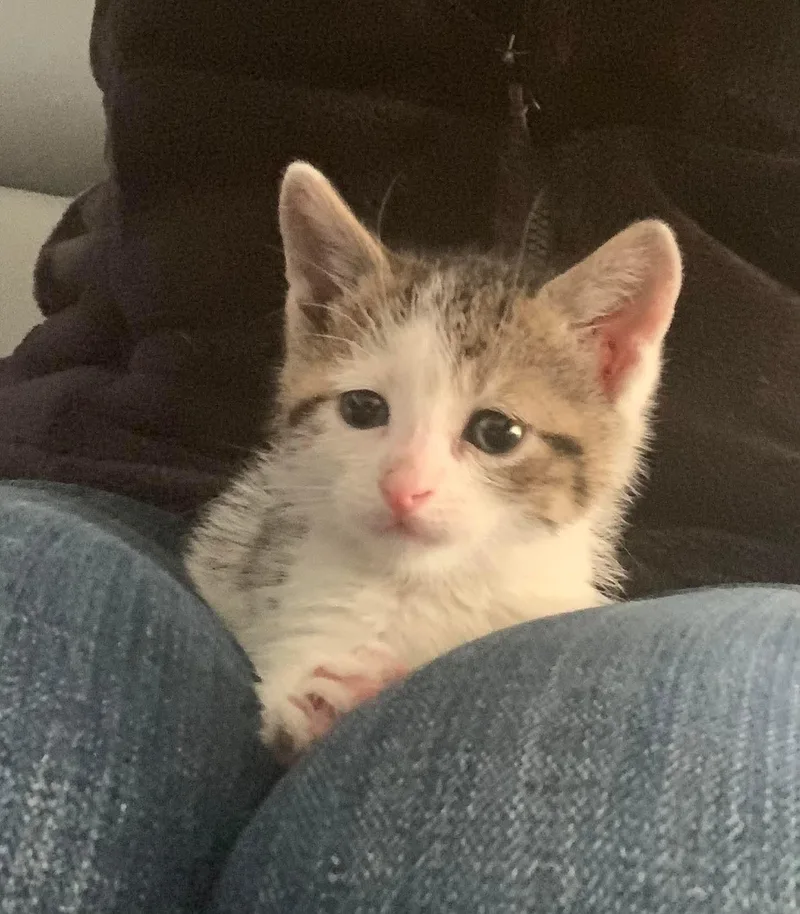 A baby small-sized male Tabby (Gray / Blue / Silver) Domestic Short Hair cat named Periwinkle for adoption in Verona, NJ
