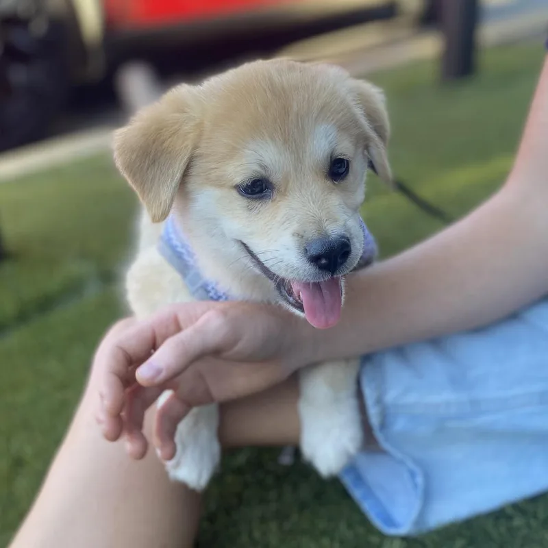A baby medium-sized male Australian Shepherd dog named Thunder for adoption in Escondido, CA