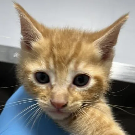 Cadbury