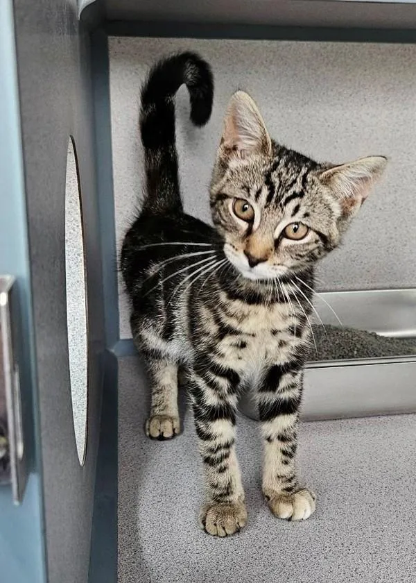 A baby small-sized female Domestic Short Hair cat named Miracle for adoption in Skillman, NJ