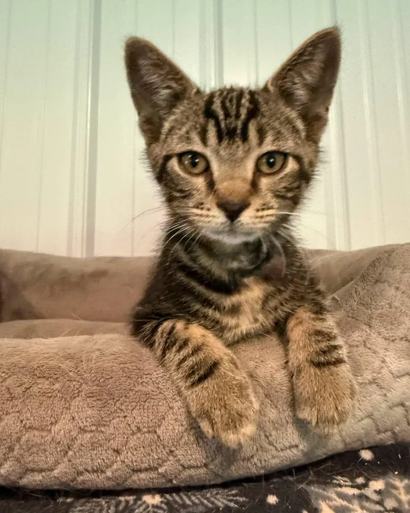 A baby small-sized male Tabby cat named Eddie for adoption in Richmond Dale, OH
