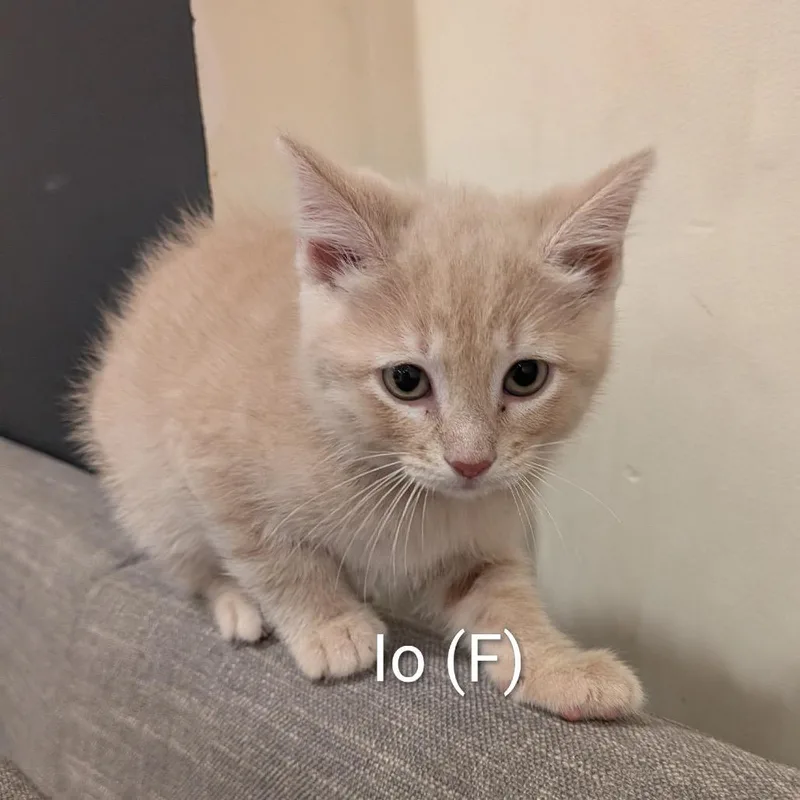 A baby small-sized female Buff / Tan / Fawn Domestic Short Hair cat named Lo B for adoption in Naperville, IL
