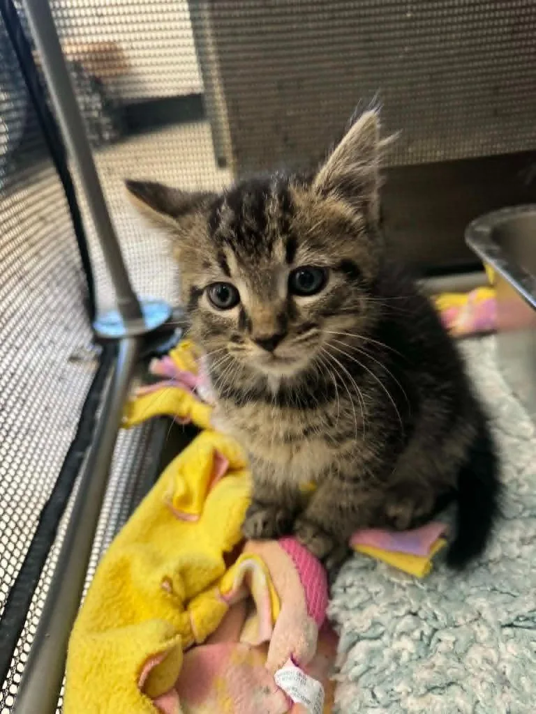 A baby medium-sized male Domestic Short Hair cat named Macchiato for adoption in Marion, OH