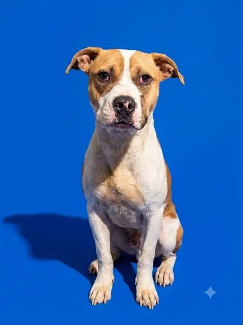 An adult small-sized male Mixed Breed dog named Wiki for adoption in Jacksonville, FL