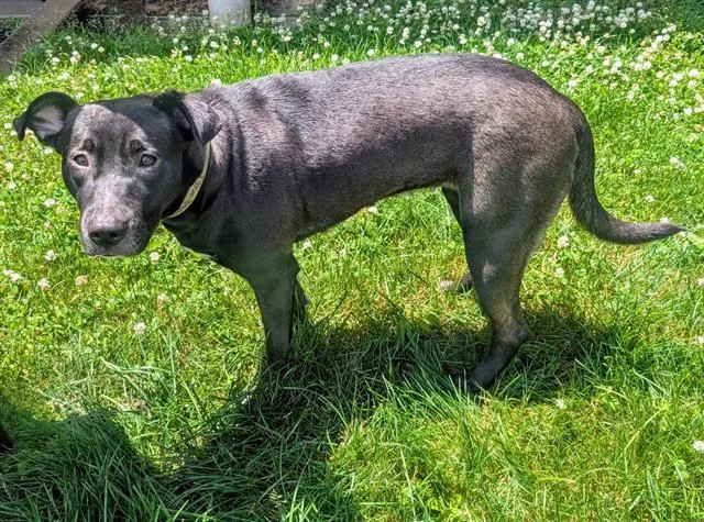 An adult medium-sized female Labrador Retriever dog named Aunt B for adoption in Akron, OH