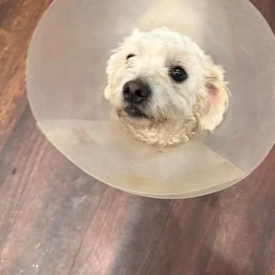 A young small-sized male White / Cream Miniature Poodle dog named Bingo for adoption in Cumby, TX