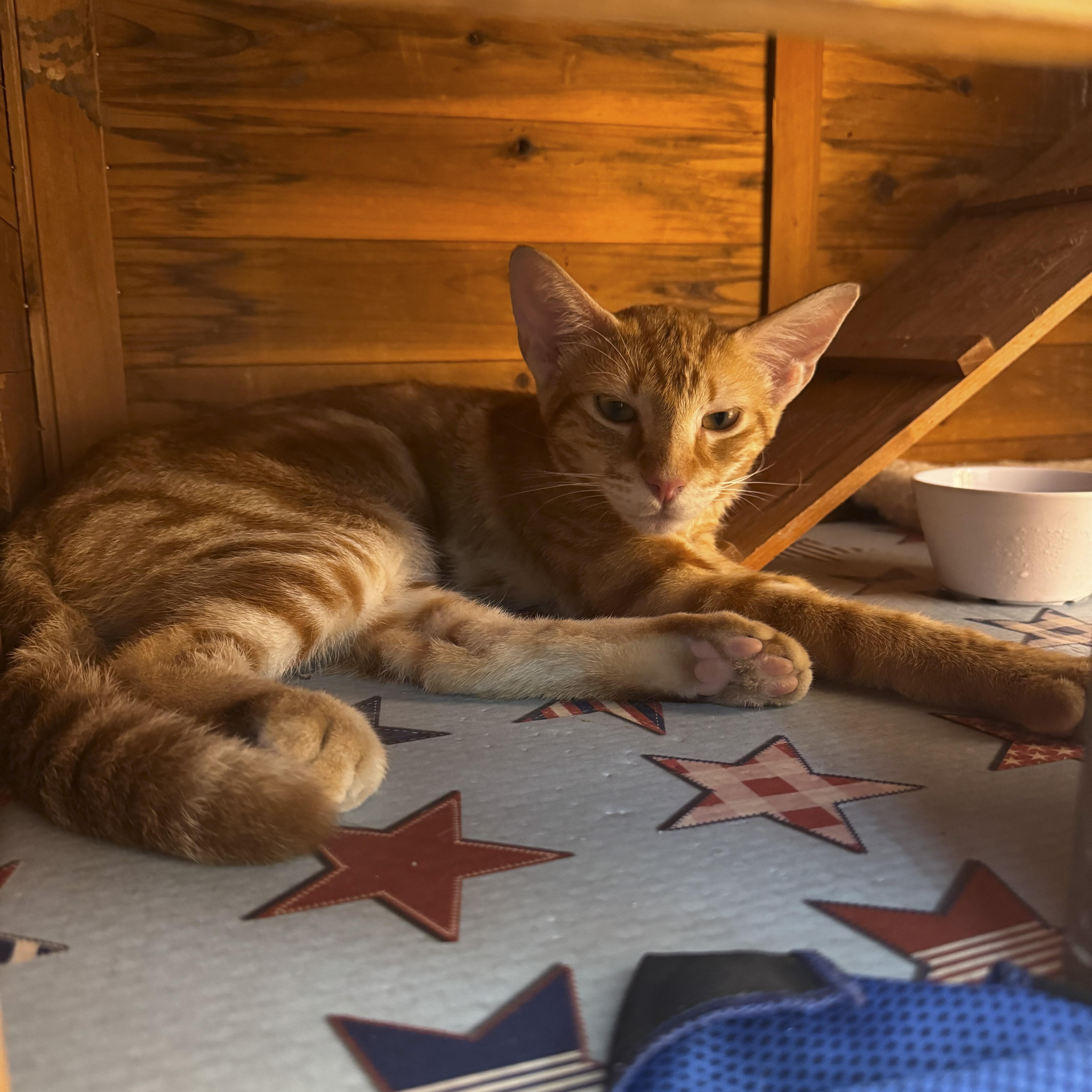 A young medium-sized male Orange / Red Domestic Short Hair cat named Simba for adoption in Liverpool, TX