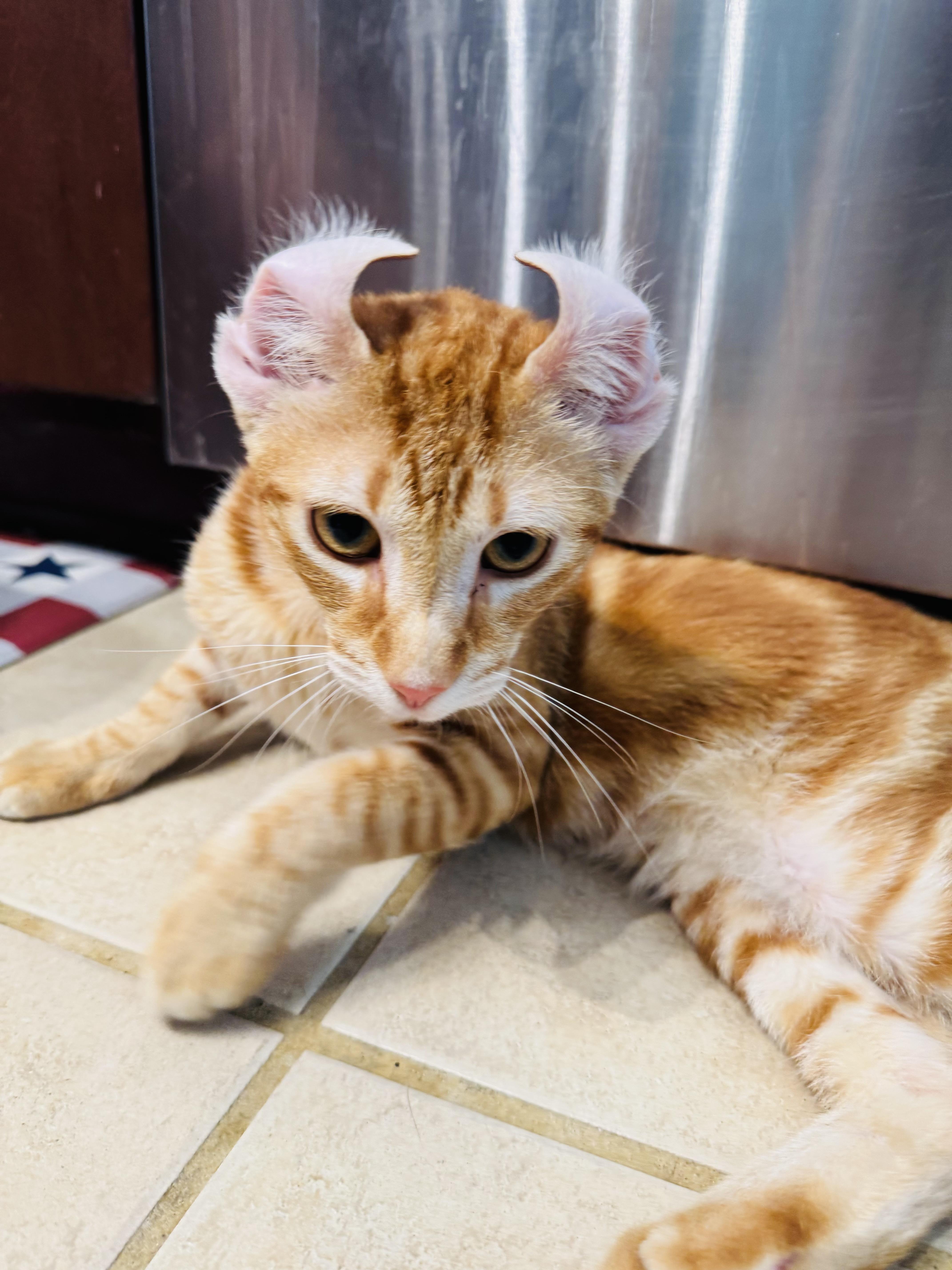 Simba thumbnail 5