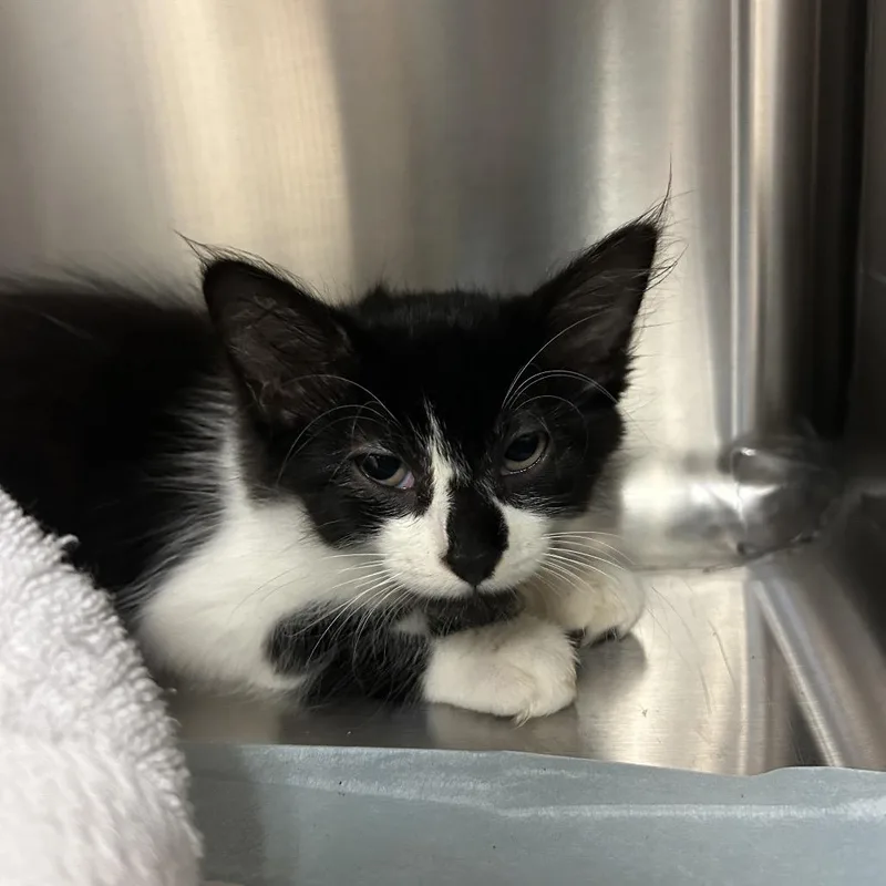A baby small-sized female Black Domestic Short Hair cat named Mango for adoption in Jacksonville, FL