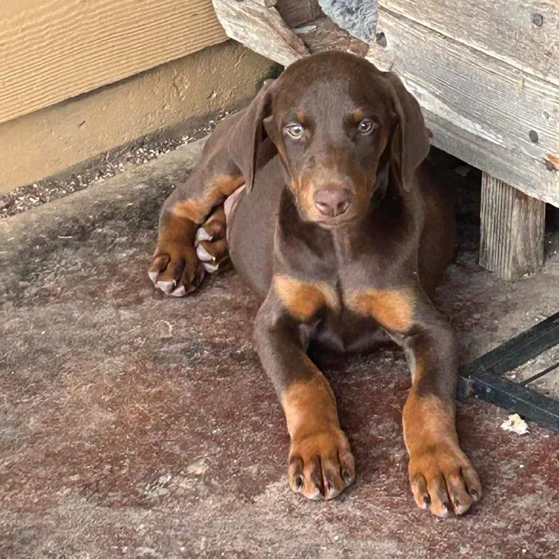 A baby small-sized male Doberman Pinscher dog named Henry for adoption in Montgomery, TX