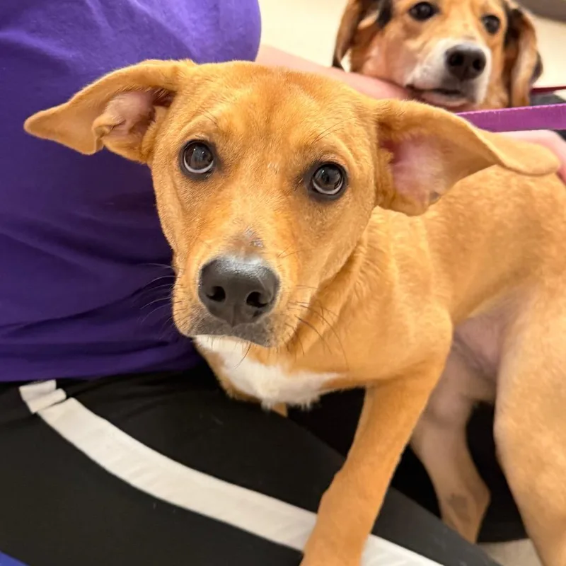 A young small-sized female Mixed Breed dog named Honey for adoption in Evansville, IN