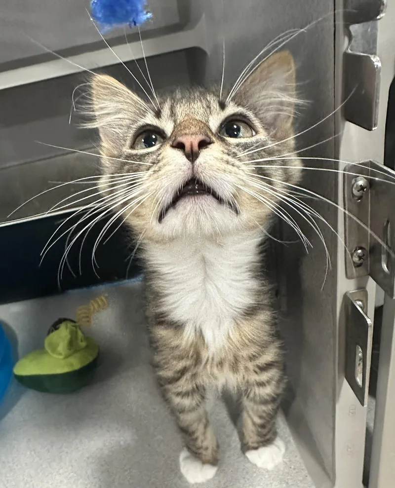A young small-sized male Tabby (Brown / Chocolate) Domestic Short Hair cat named Rocky for adoption in Webster City, IA