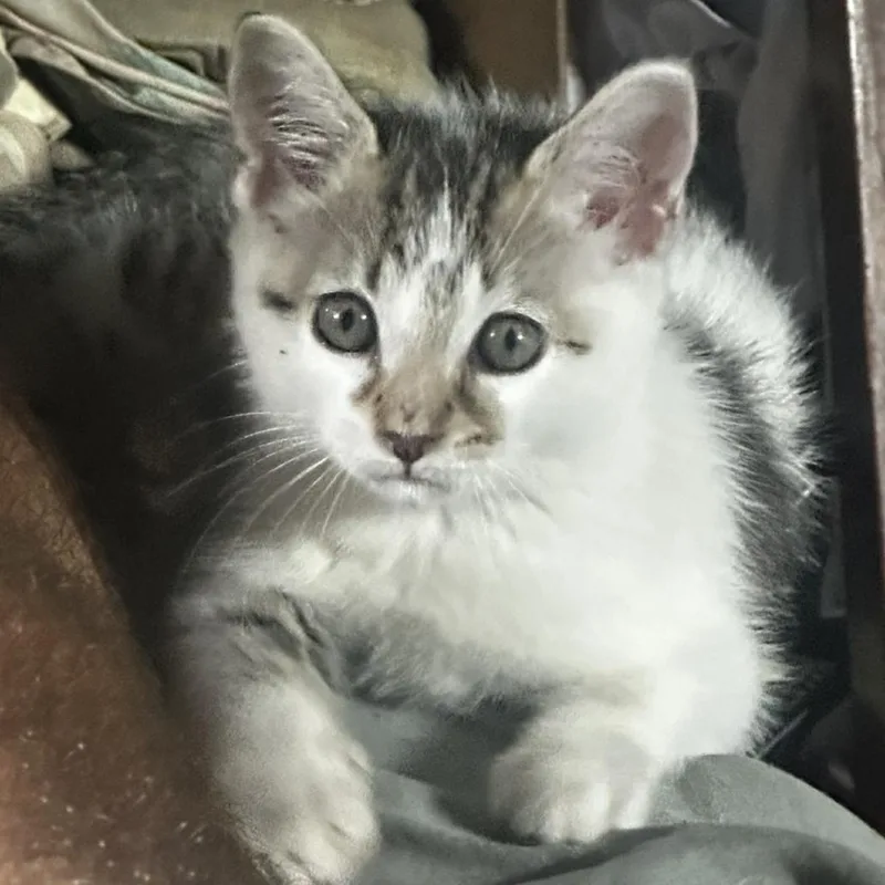 A baby small-sized female White Domestic Short Hair cat named Tiger for adoption in Newark, NJ