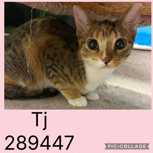 A young small-sized female Domestic Short Hair cat named Tj for adoption in Macon, GA