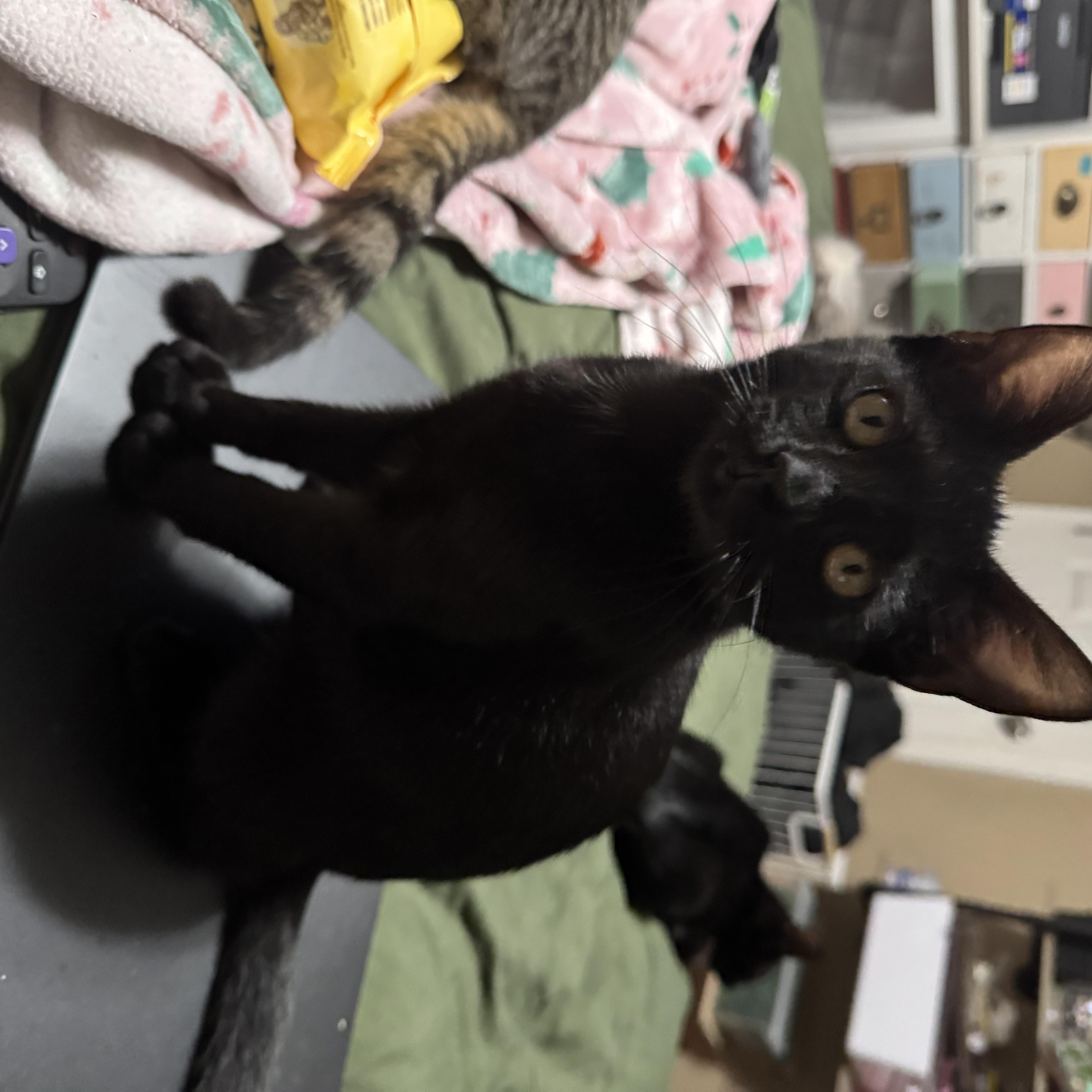 A baby medium-sized male Domestic Short Hair cat named Bramble for adoption in Metairie, LA